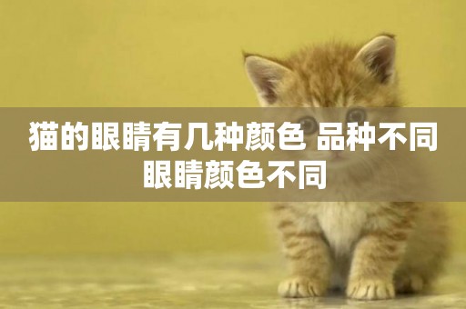 貓的眼睛有幾種顏色 品種不同眼睛顏色不同