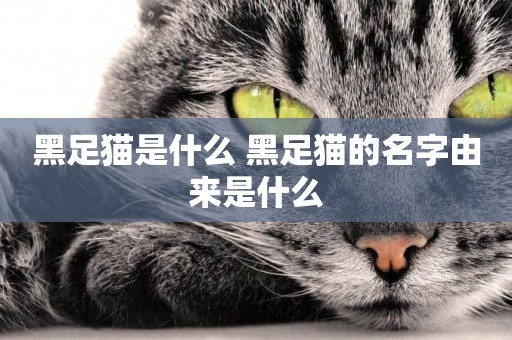黑足貓是什么 黑足貓的名字由來是什么