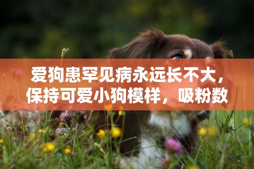 愛狗患罕見病永遠長不大，保持可愛小狗模樣，吸粉數萬變網紅狗 