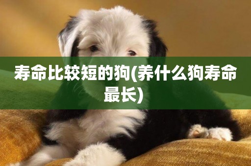 壽命比較短的狗(養什么狗壽命最長) 