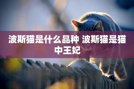 波斯貓是什么品種 波斯貓是貓中王妃