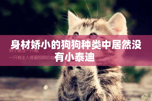 身材嬌小的狗狗種類中居然沒有小泰迪 