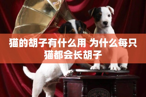 貓的胡子有什么用 為什么每只貓都會長胡子