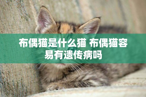 布偶貓是什么貓 布偶貓容易有遺傳病嗎 布偶貓是什么貓 布偶貓容易有遺傳病嗎
