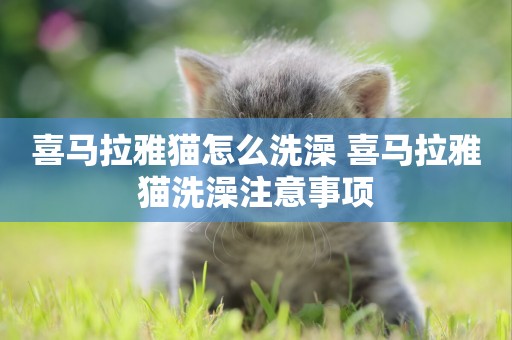喜馬拉雅貓怎么洗澡 喜馬拉雅貓洗澡注意事項