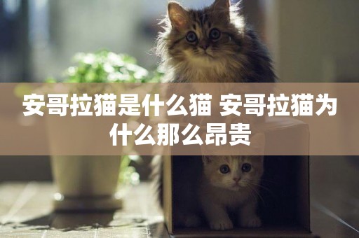 安哥拉貓是什么貓 安哥拉貓為什么那么昂貴