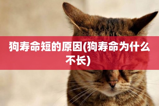 狗壽命短的原因(狗壽命為什么不長) 