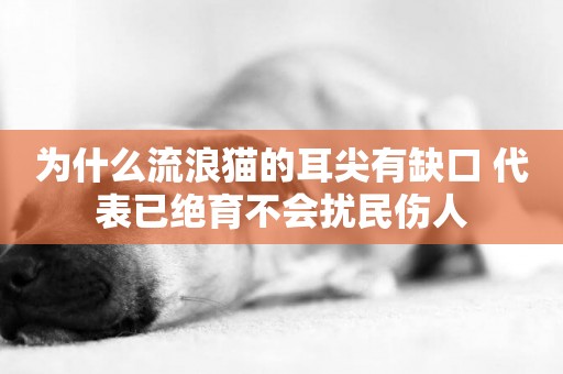 為什么流浪貓的耳尖有缺口 代表已絕育不會擾民傷人