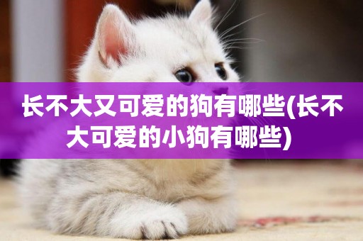 長不大又可愛的狗有哪些(長不大可愛的小狗有哪些) 