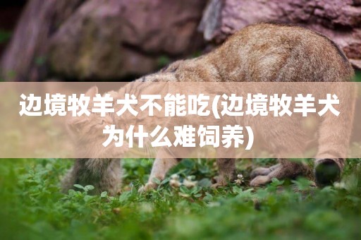 邊境牧羊犬不能吃(邊境牧羊犬為什么難飼養) 