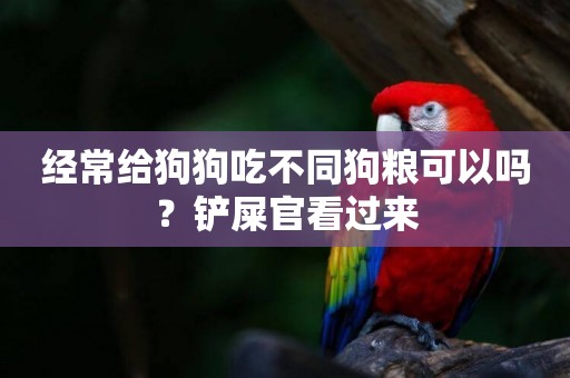 經常給狗狗吃不同狗糧可以嗎?鏟屎官看過來 經常給狗狗吃不同狗糧可以嗎?鏟屎官看過來