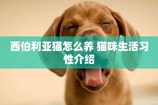 西伯利亞貓怎么養 貓咪生活習性介紹