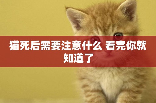 貓死后需要注意什么 看完你就知道了