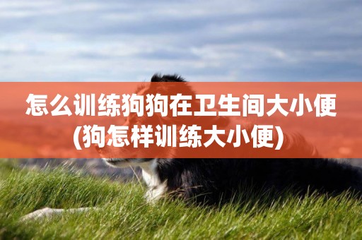 怎么訓練狗狗在衛生間大小便(狗怎樣訓練大小便) 