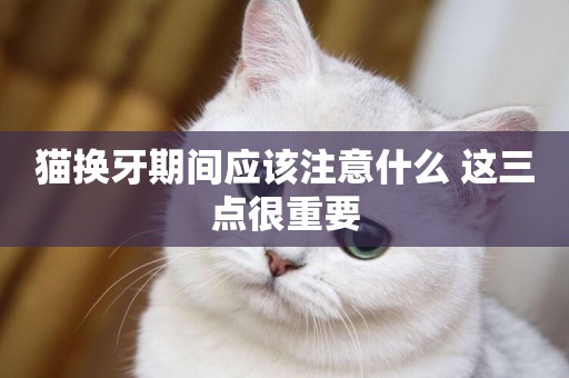 貓換牙期間應該注意什么 這三點很重要
