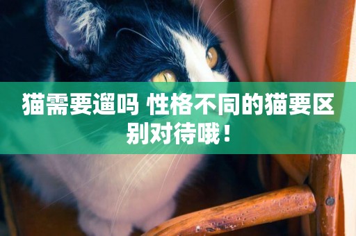 貓需要遛嗎 性格不同的貓要區別對待哦！