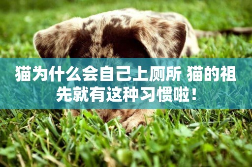 貓為什么會自己上廁所 貓的祖先就有這種習慣啦！