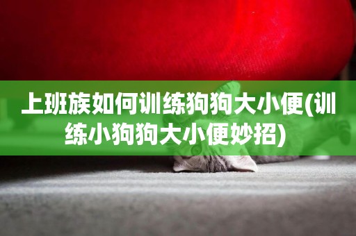 上班族如何訓練狗狗大小便(訓練小狗狗大小便妙招) 