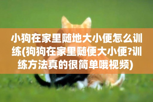 小狗在家里隨地大小便怎么訓練(狗狗在家里隨便大小便?訓練方法真的很簡單哦視頻) 
