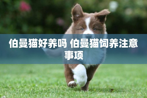 伯曼貓好養嗎 伯曼貓飼養注意事項