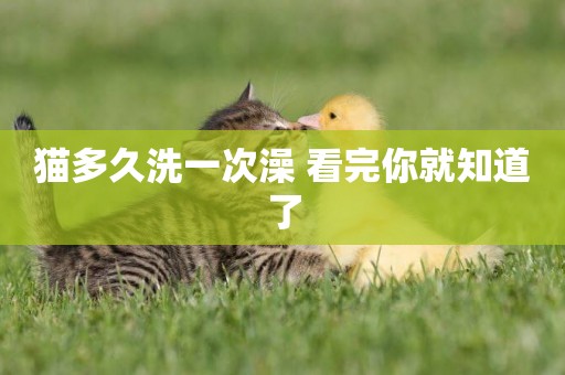 貓多久洗一次澡 看完你就知道了