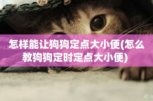 怎樣能讓狗狗定點大小便(怎么教狗狗定時定點大小便) 