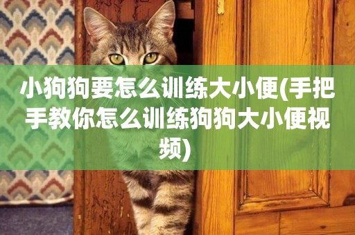 小狗狗要怎么訓練大小便(手把手教你怎么訓練狗狗大小便視頻) 