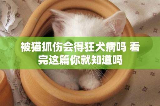 被貓抓傷會得狂犬病嗎 看完這篇你就知道嗎