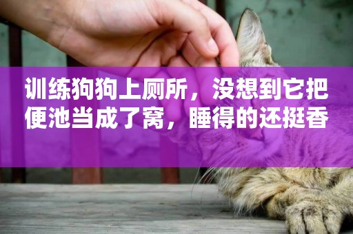 訓練狗狗上廁所，沒想到它把便池當成了窩，睡得的還挺香 