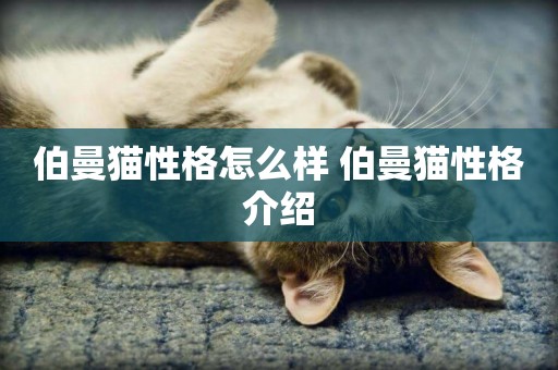 伯曼貓性格怎么樣 伯曼貓性格介紹