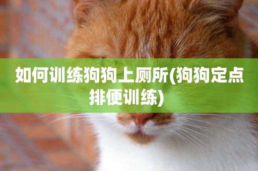 如何訓練狗狗上廁所(狗狗定點排便訓練) 
