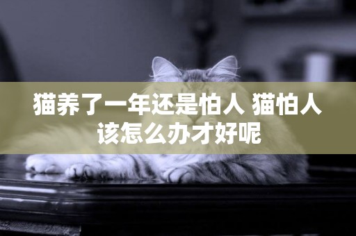 貓養了一年還是怕人 貓怕人該怎么辦才好呢