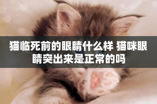 貓臨死前的眼睛什么樣 貓咪眼睛突出來是正常的嗎