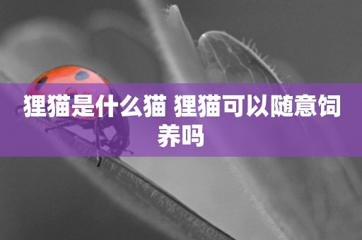 貍貓是什么貓 貍貓可以隨意飼養嗎