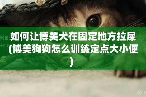 如何讓博美犬在固定地方拉屎(博美狗狗怎么訓練定點大小便) 
