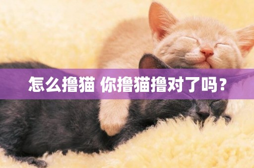 怎么擼貓 你擼貓擼對了嗎？