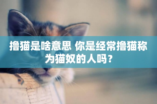 擼貓是啥意思 你是經常擼貓稱為貓奴的人嗎？
