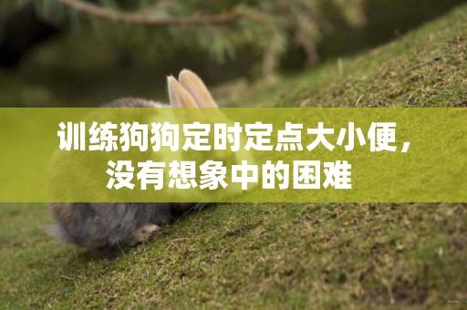 訓練狗狗定時定點大小便，沒有想象中的困難 