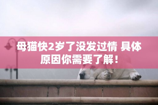 母貓快2歲了沒發過情 具體原因你需要了解！