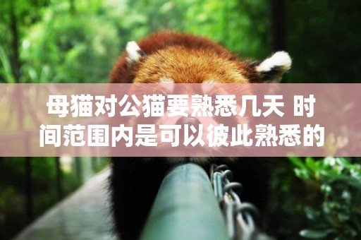 母貓對公貓要熟悉幾天 時間范圍內是可以彼此熟悉的