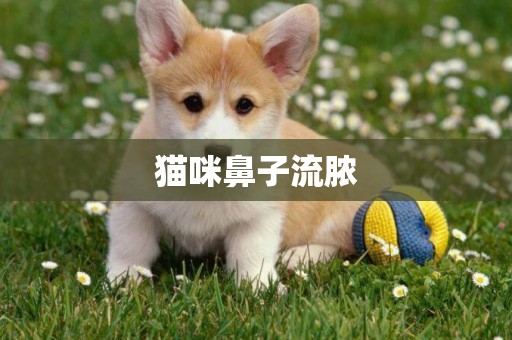 貓咪鼻子流膿