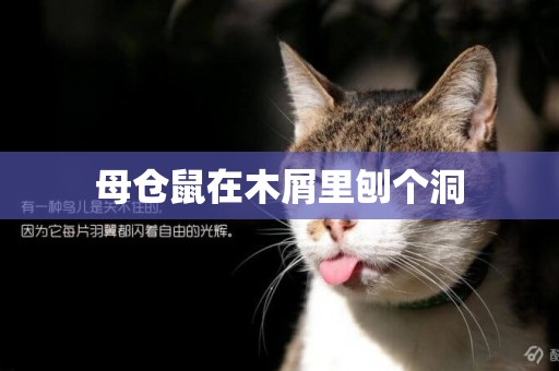 母倉鼠在木屑里刨個洞