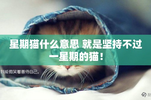 星期貓什么意思 就是堅持不過一星期的貓！