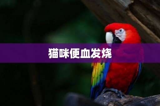 貓咪便血發燒
