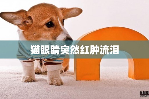 貓眼睛突然紅腫流淚