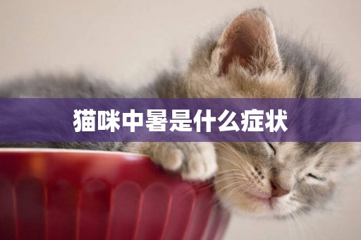 貓咪中暑是什么癥狀