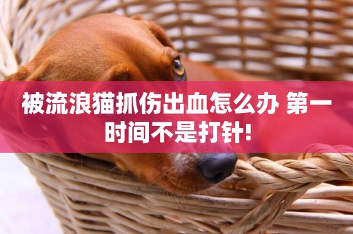 被流浪貓抓傷出血怎么辦 第一時間不是打針!