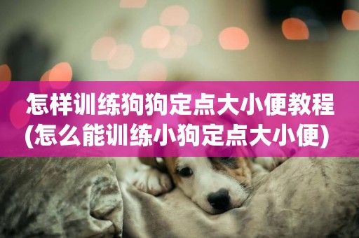 怎樣訓練狗狗定點大小便教程(怎么能訓練小狗定點大小便) 