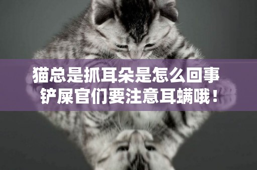 貓總是抓耳朵是怎么回事 鏟屎官們要注意耳螨哦！
