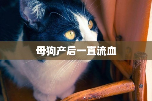 母狗產后一直流血